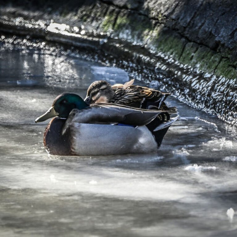 Kuğulu Park'ın havuzu dondu