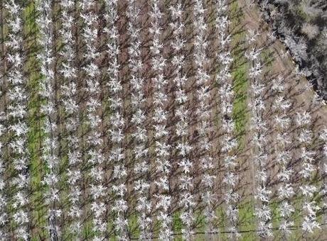 SON HABER: 400 ağaç göreni hayrete düşürdü! Çiçek açtığını sanan da var, köpük sıkıldığını düşünen de…