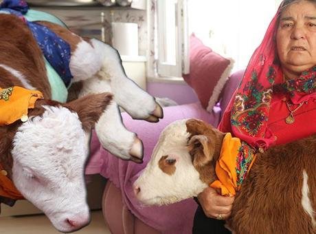 Yer: Tokat! 'Yıldız'a evlerinde bebek gibi bakıyorlar
