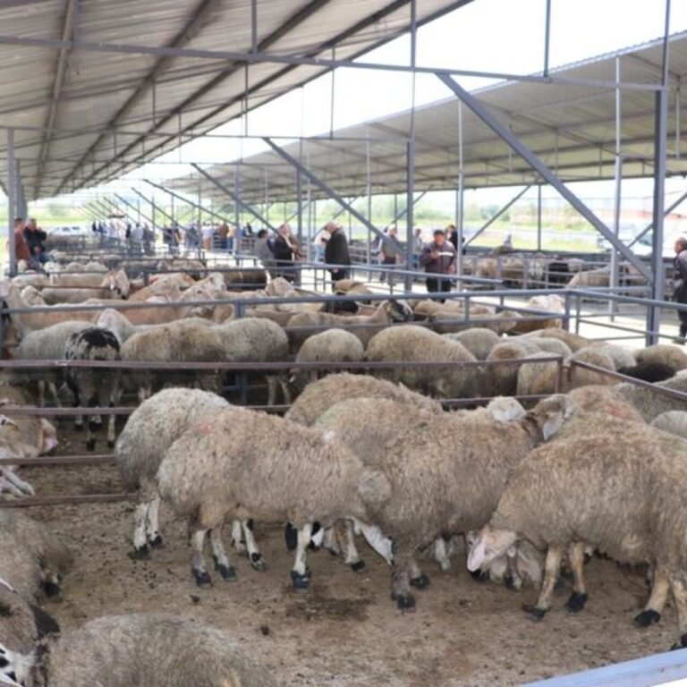 Afyonkarahisar'da havyan pazarları kapatıldı
