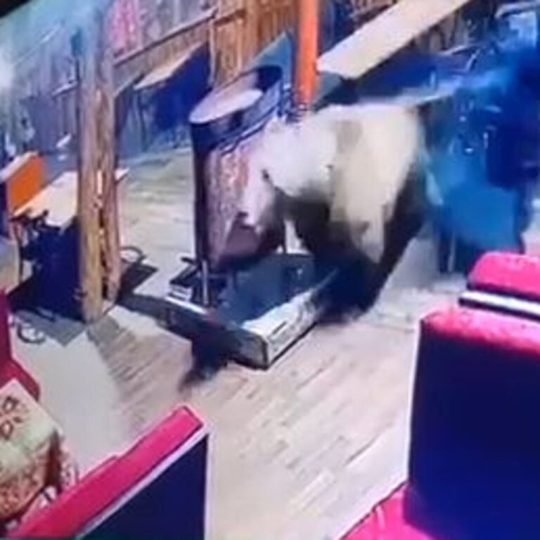 Ayı camları kırıp restorana girdi!