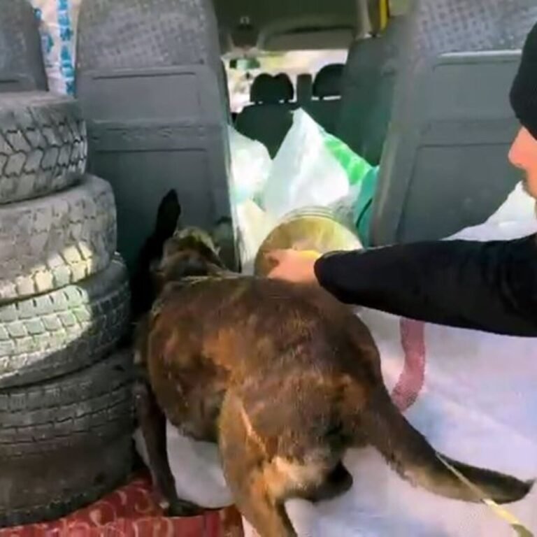 Lastiklerden 10 kilo metamfetamin çıktı! Güldüren savunma!