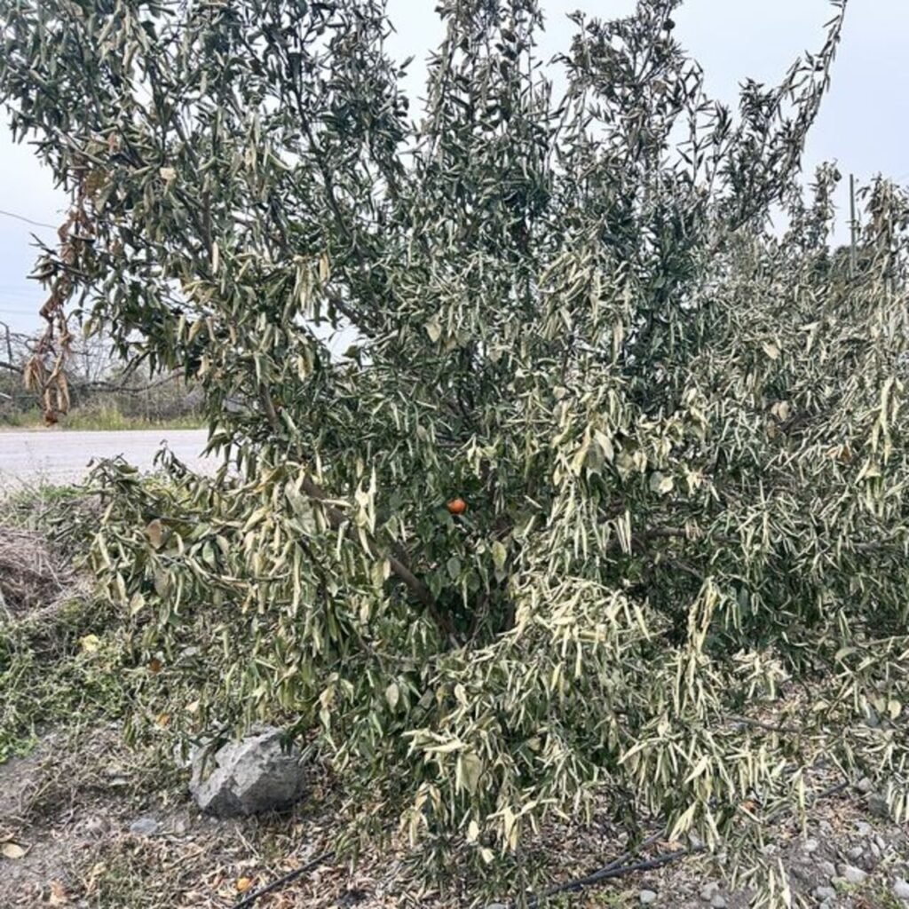 Narenciye bahçelerini don vurdu
