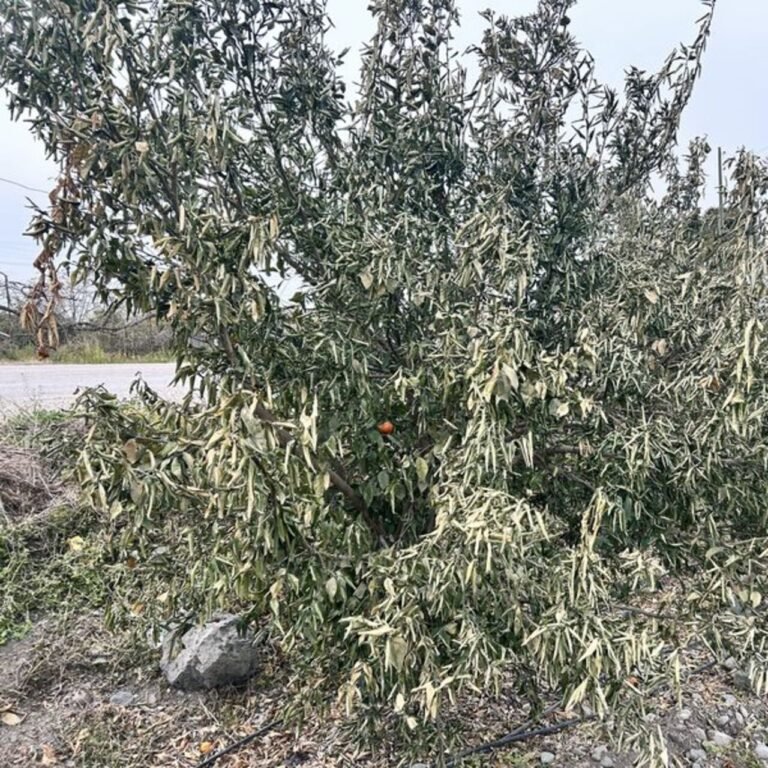 Narenciye bahçelerini don vurdu