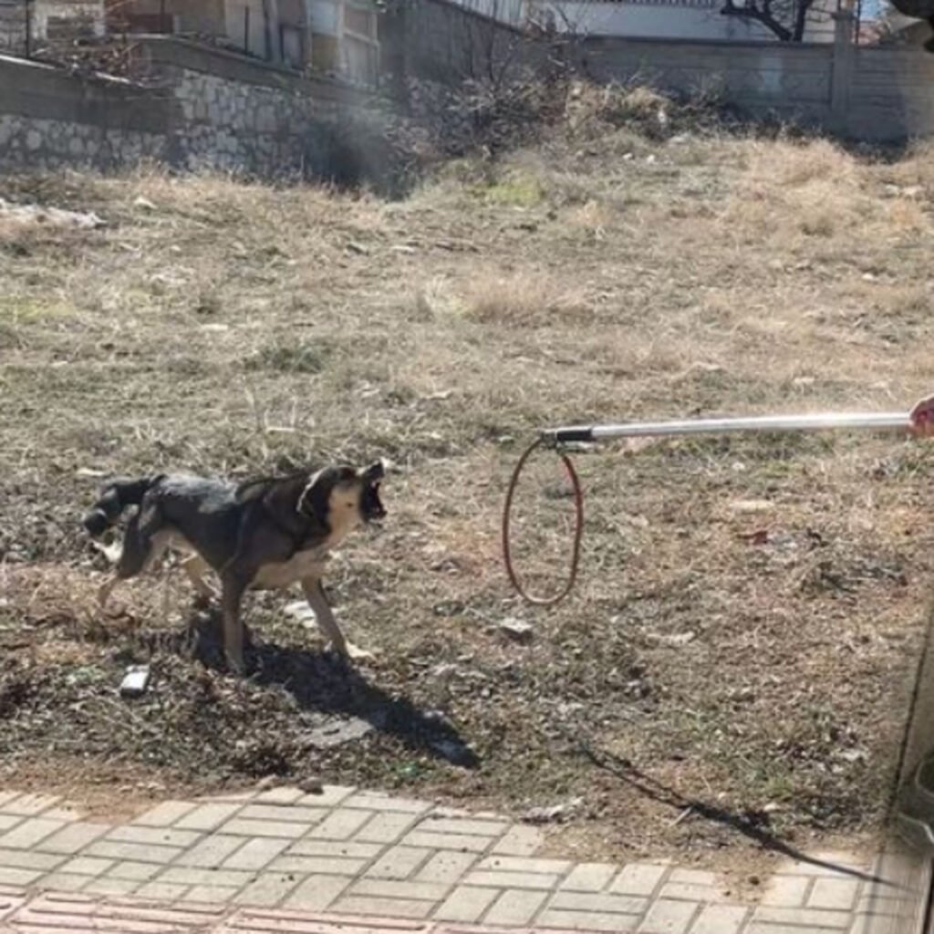Oğlunu kurtarmak isterken ısırıldı