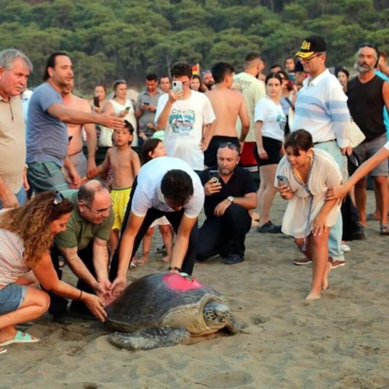 Tatilcilere caretta caretta uyarısı!