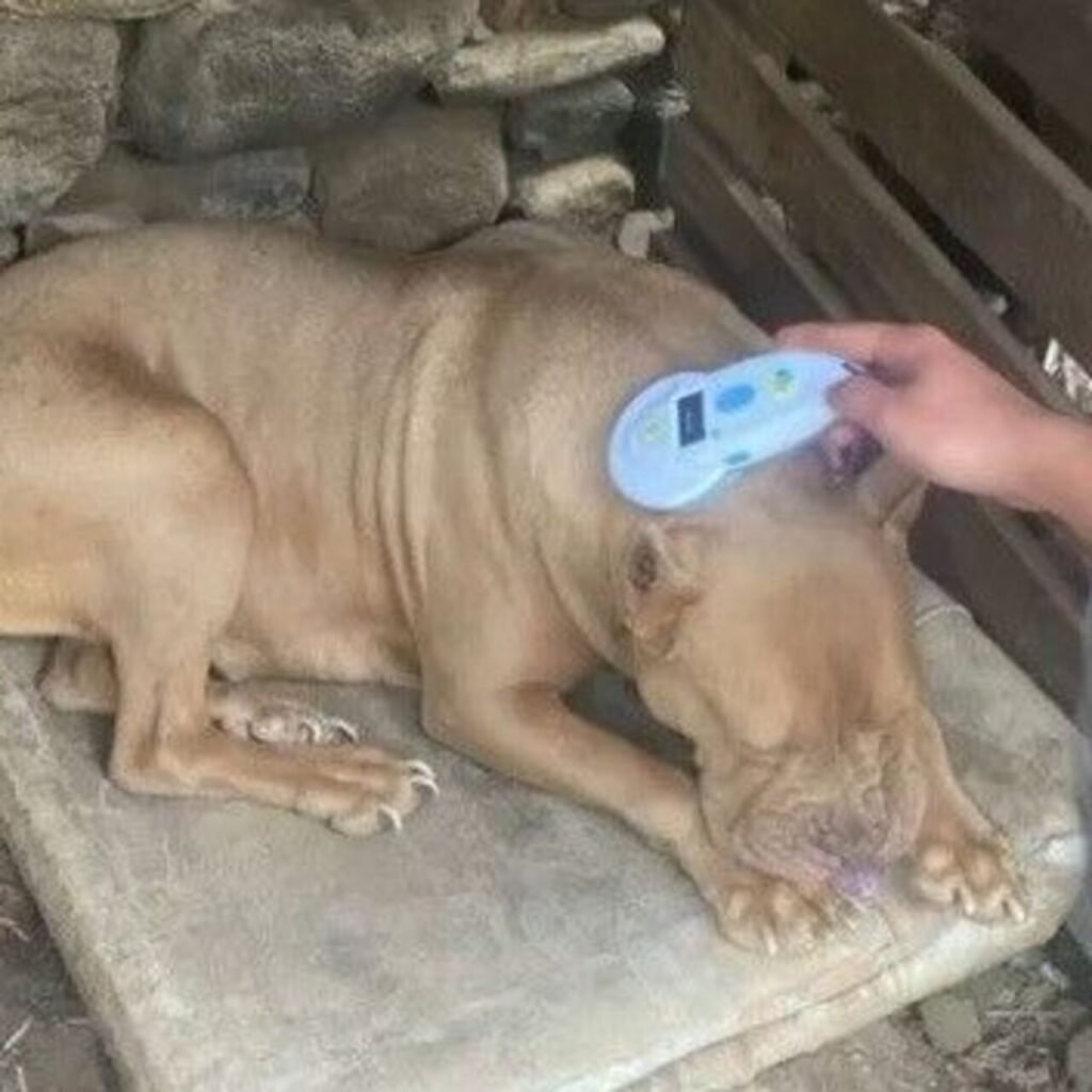 2 kişiye 304 bin TL "pitbull" cezası
