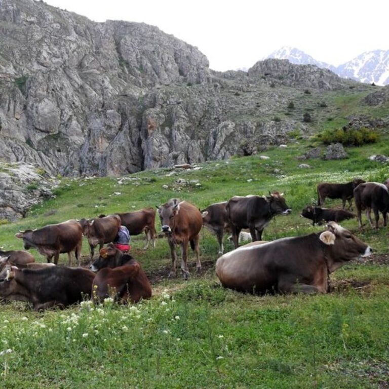 60 bin TL maaşla çoban bulamayınca...