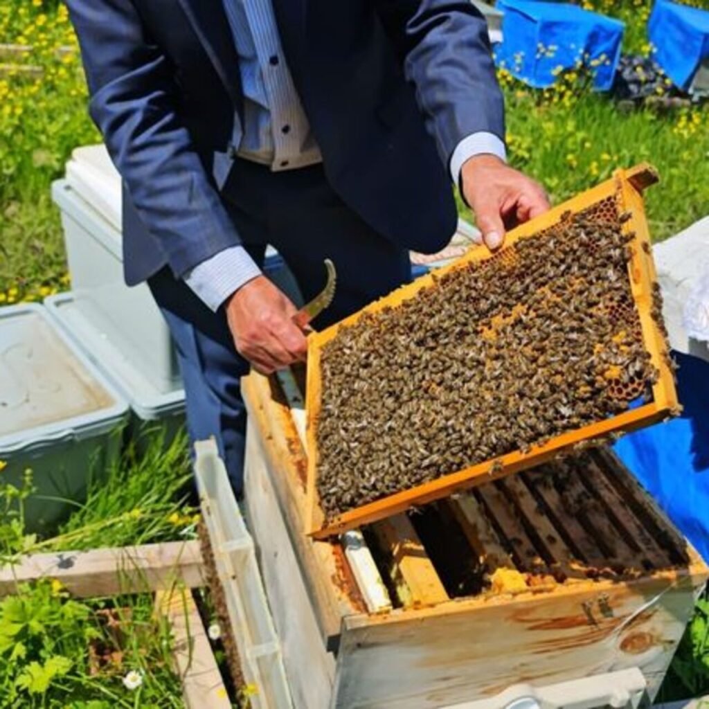 Artvin'de arılara zirai don zararı