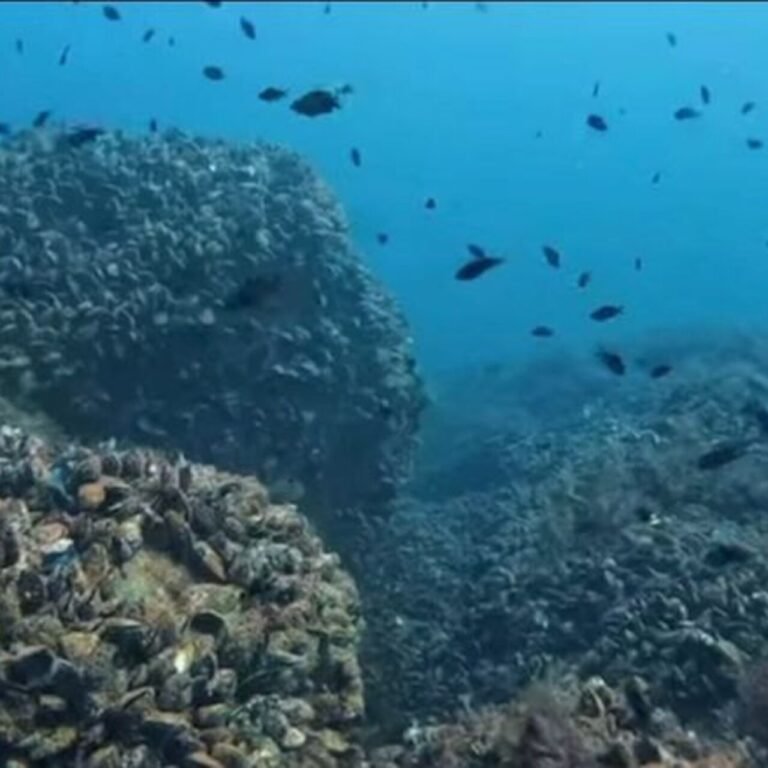 Karadeniz'in su altı güzelliği gün yüzüne çıkacak