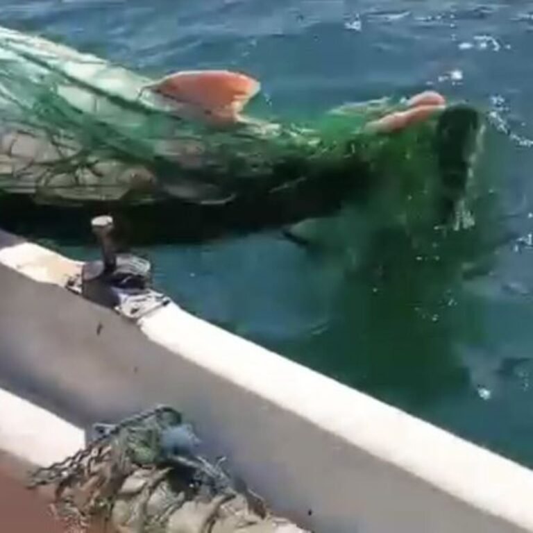 Keban'da 72 kiloluk turna yakalandı