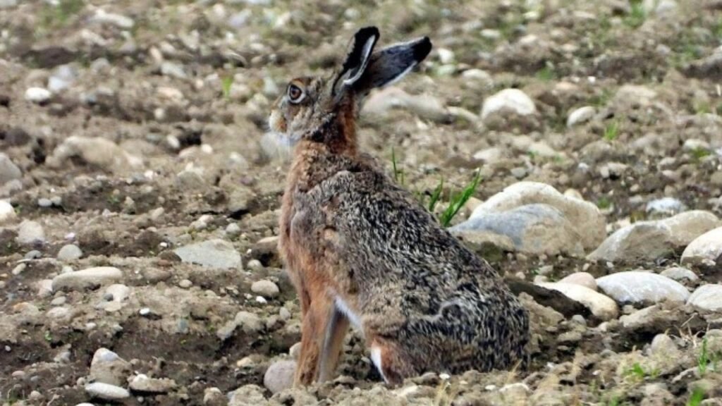 Manisa'da yaban tavşanı avlayan çobana rekor ceza