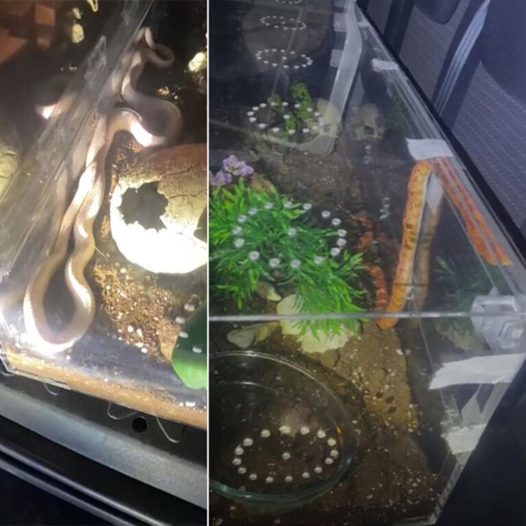 Polis bile şaşırdı! 1 piton ve 2 zehirli yılan!