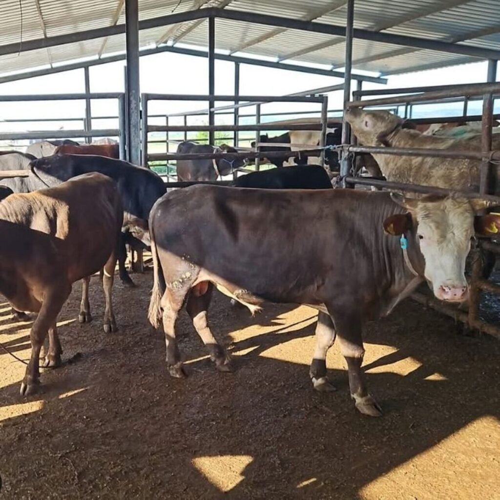 Tekirdağ'da kaçak hayvan sevkiyatına ceza