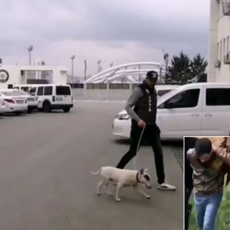 Türkiye'de 30, Ankara'da 2 taneydi! 430 bin TL değerinde köpeği çaldı!