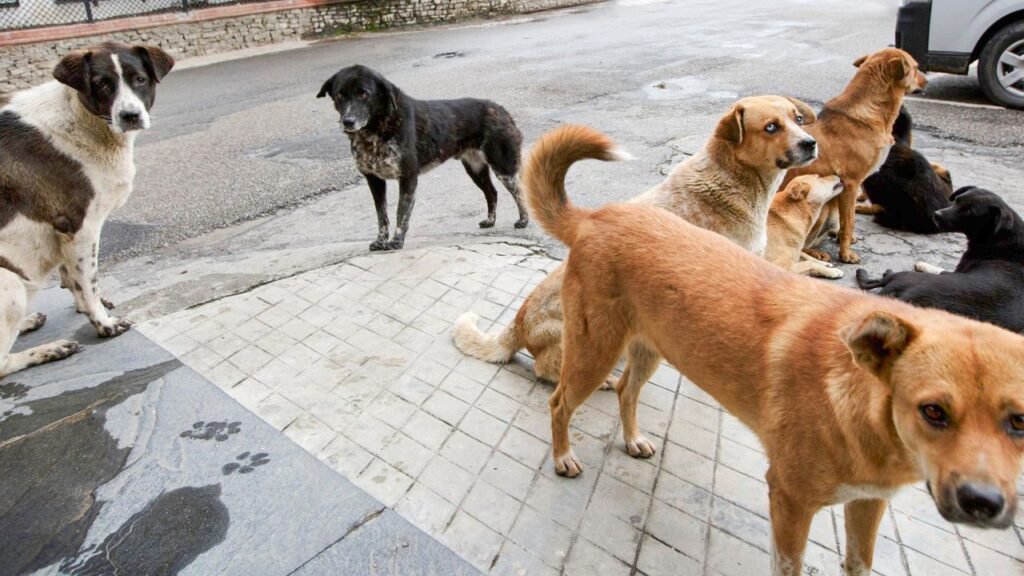 Türkiye'de başıboş köpek sorununa üç aşamalı çözüm: 51 ilde Haziran ayına kadar toplama başlıyor