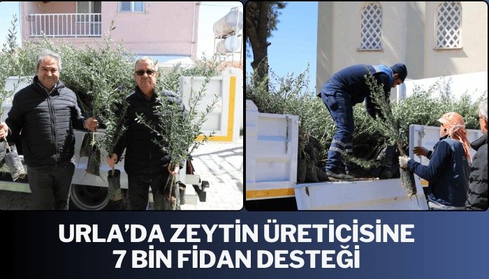 Urla’da zeytin üreticisine 7 bin fidan desteği