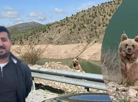 Ayı görüntüleme macerasının sonu! Kamerayı açıp yanına yaklaştı