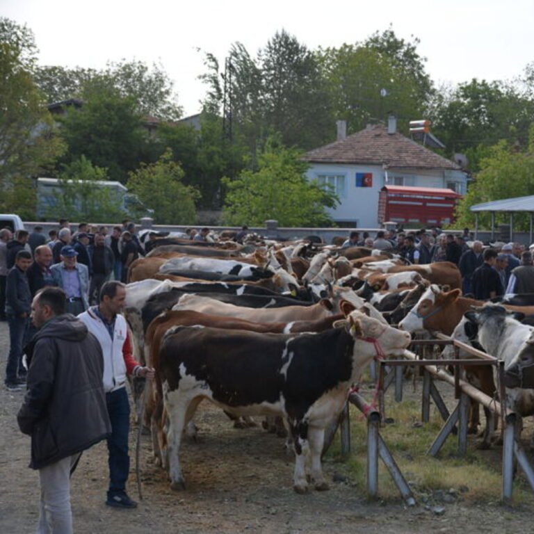 Banaz'da hayvan pazarı yeniden açıldı