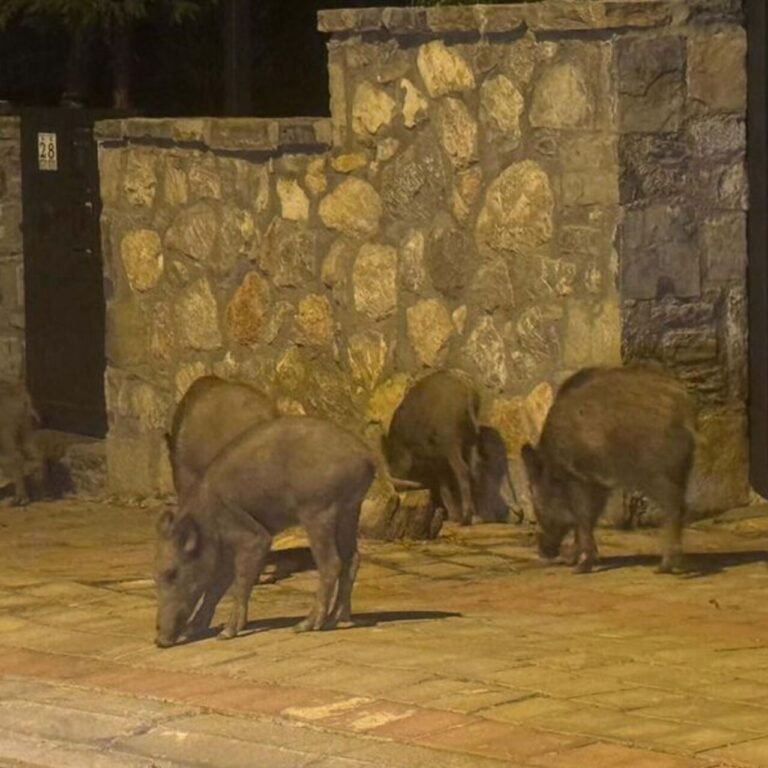 Muğla'da yaban domuzlarıyla mücadele kararı