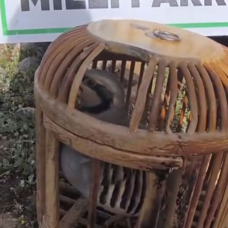 Siirt'te keklik avına 63 bin lira ceza