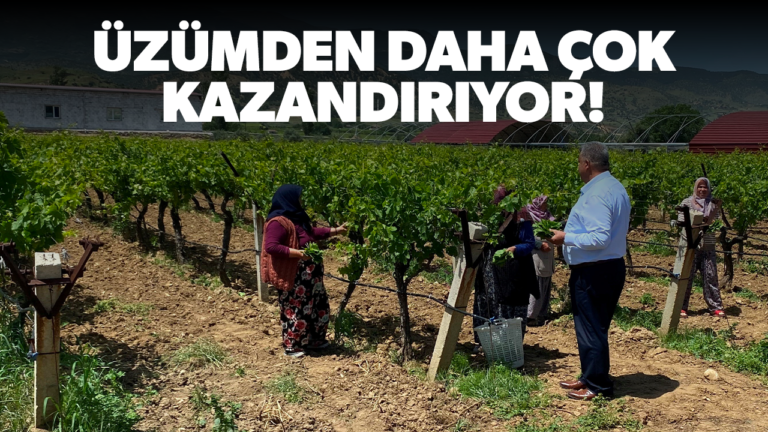 Üzümden daha çok kazandırıyor!