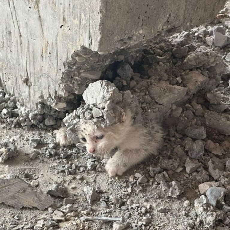 Yaşamla ölüm arasında