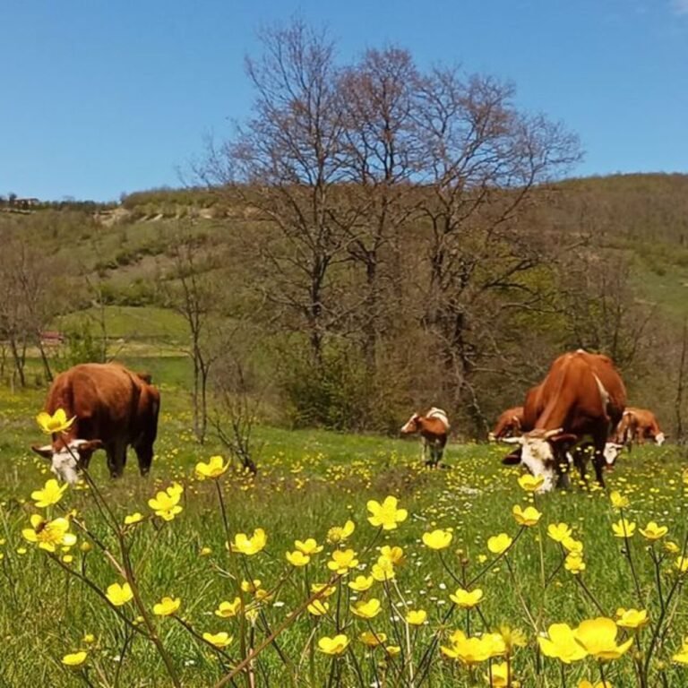 Yurt içi hayvan nakillerine yeni düzenleme