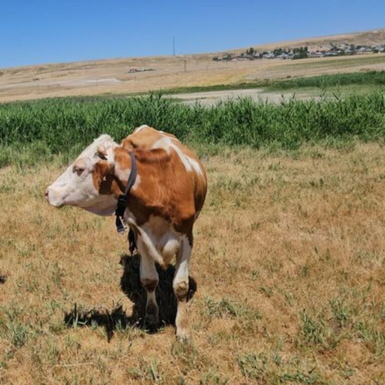 Adilcevaz Heybeli Gölü de kurudu