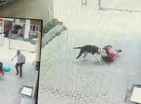 Ataşehir'de korku dolu anlar! Pitbull cinsi köpek çocuğa saldırdı
