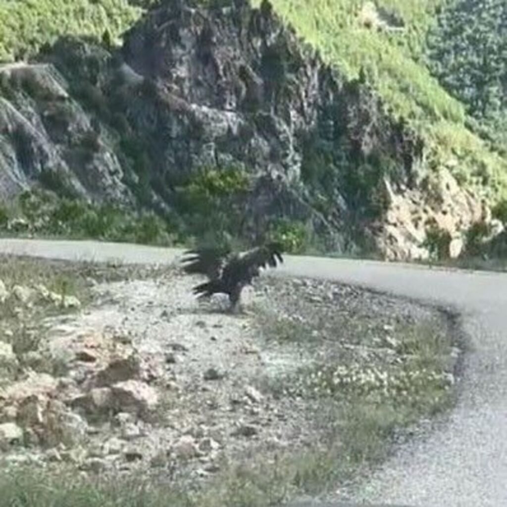 Belgesel tadında..