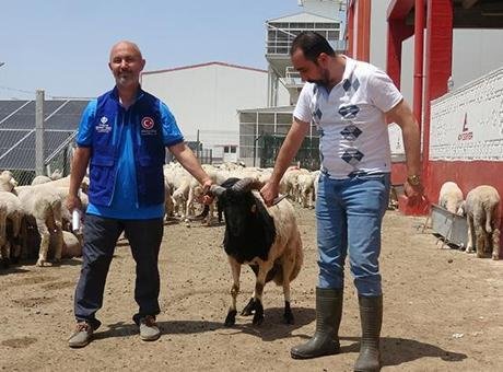 Cumhurbaşkanı Erdoğan'ın Diyanet Vakfı'na bağışladığı kurbanlık 2 koç, Konya'da kesildi