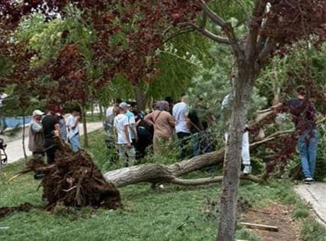 Fırtına kenti vurdu! Otobüs durağı ve ağaçlar devrildi