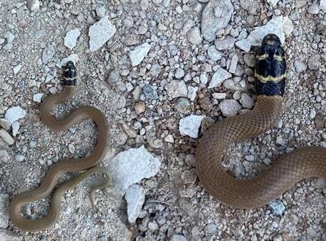 Kentte ilk defa görüldü! Siyah başlı ‘Kırbaç yılanı’ panik yarattı