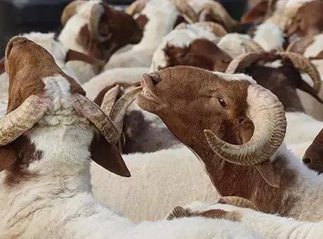 Konya'da kayıp kurbanlığını ararken canından oldu