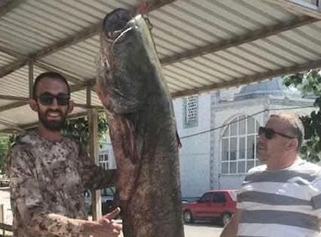 Meriç Nehri'nde 80 kilogramlık yayın balığı yakalandı Meriç Nehri'nde yakalanan dev! Kem