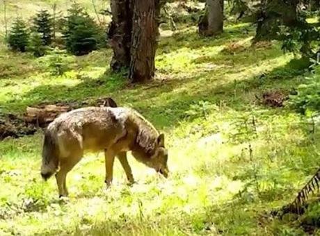 Nesli tükenmekte olan Bozkurt fotokapana yakalandı