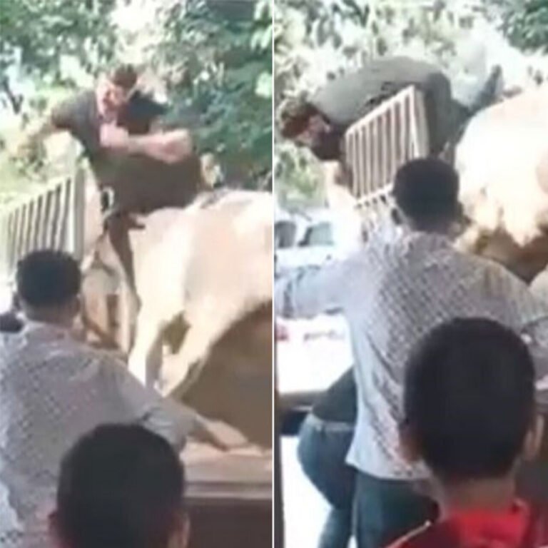 O anlar kamerada! Boğa kasabı boynuzlarıyla savurdu