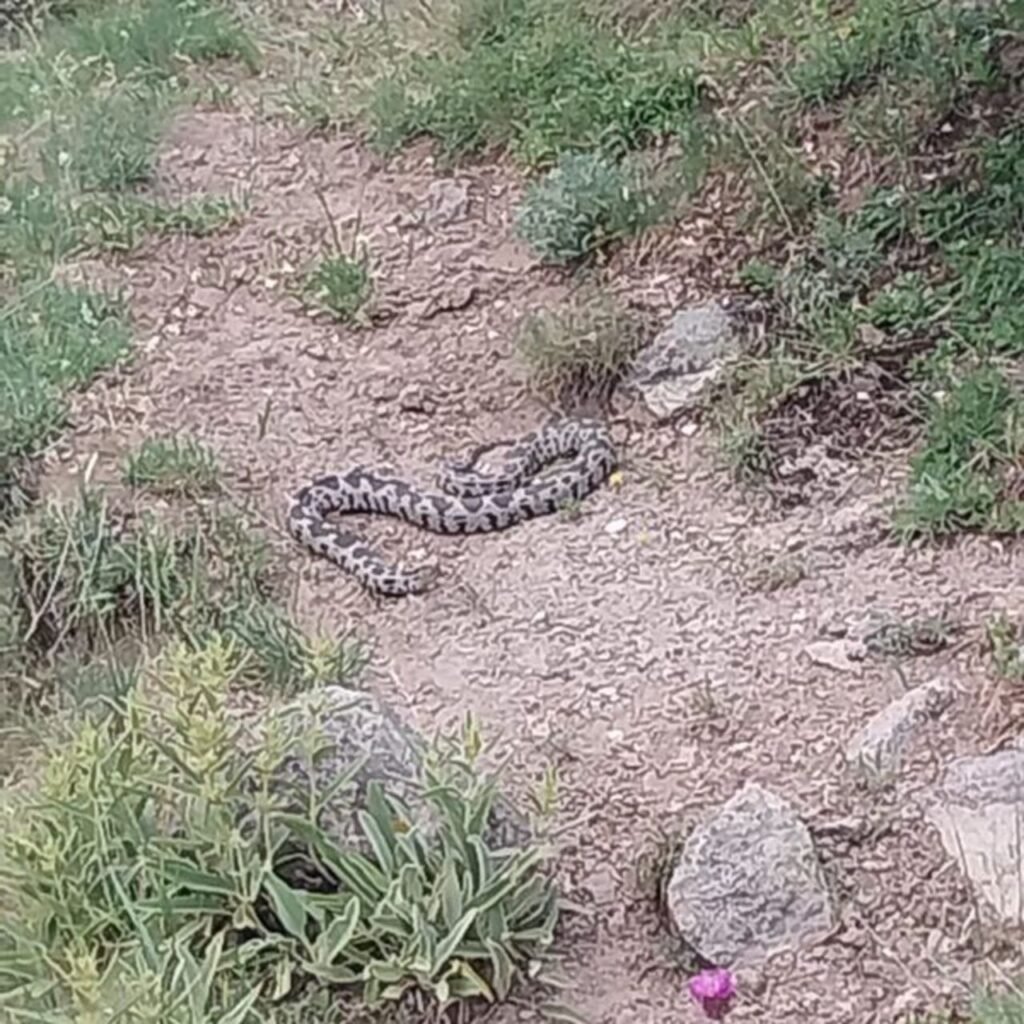 Zehirli engerek ilçeyi korkuttu!