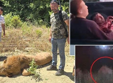 Antalya'da aslan saldırısı! Kafesinden kaçtı, bir kişiyi ağır yaraladı