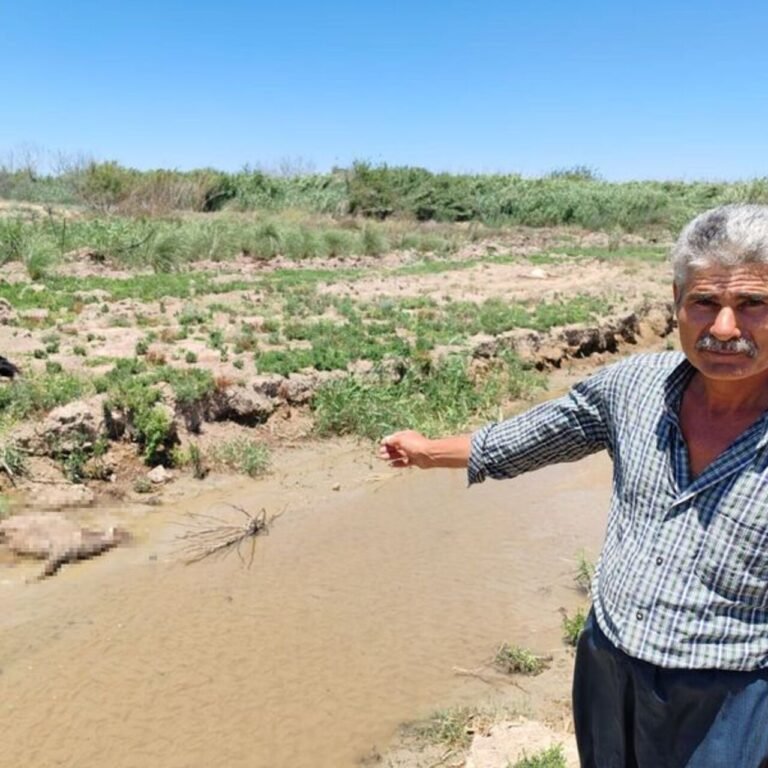 'Dereden su içen 40 küçükbaş öldü' iddiası