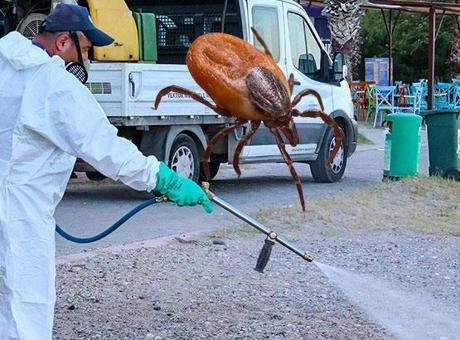 Keneden bir kayıp daha! Bolu'da ölüm vakası ilk kez kayıtlara geçti