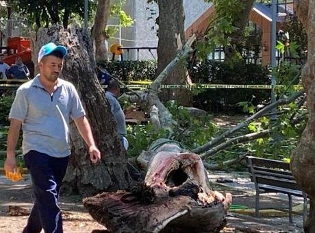 Korkunç olay! Ağacın kopan dev dalı insanların üzerine düştü