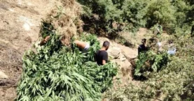 Jandarmadan büyük uyuşturucu operasyonu