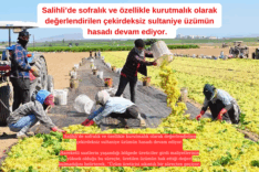 Salihli’de sofralık ve özellikle kurutmalık olarak değerlendirilen çekirdeksiz sultaniye üzümün hasadı devam ediyor.