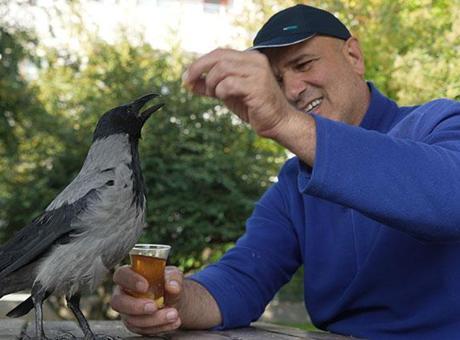 Evlat gibi sevdi! Otobüs kaptanının 2,5 yıldır ayrılmadığı kargası 'Şakir' Rize helvası ve çaya bayılıyor