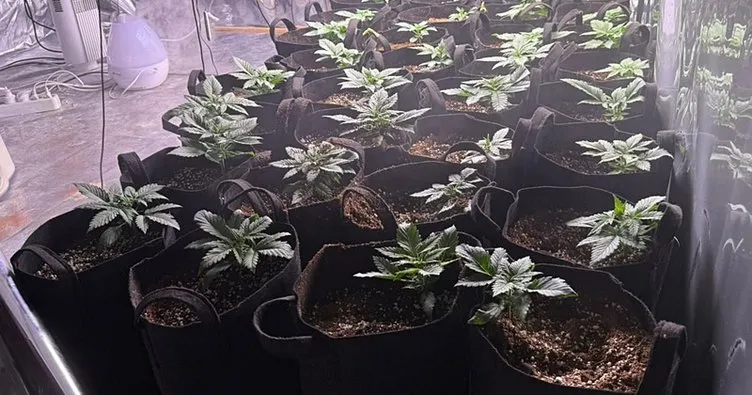 İzmir'de uyuşturucu madde baskını: Evine sera kurmuş!