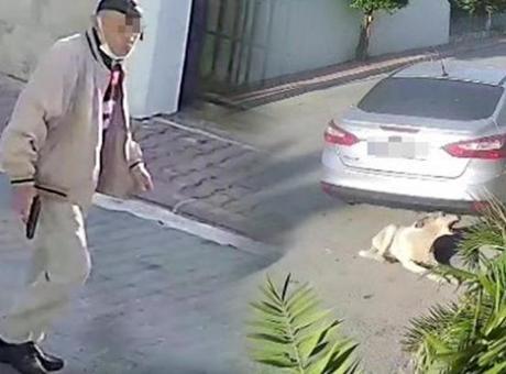 Köpeği silahla vuran emekli polis için istenen ceza belli oldu