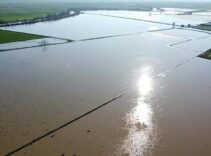 Menderes Nehri taştı: 2 bin dönümlük arazi sular altında kaldı